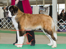 Load image into Gallery viewer, Paw Print Pants